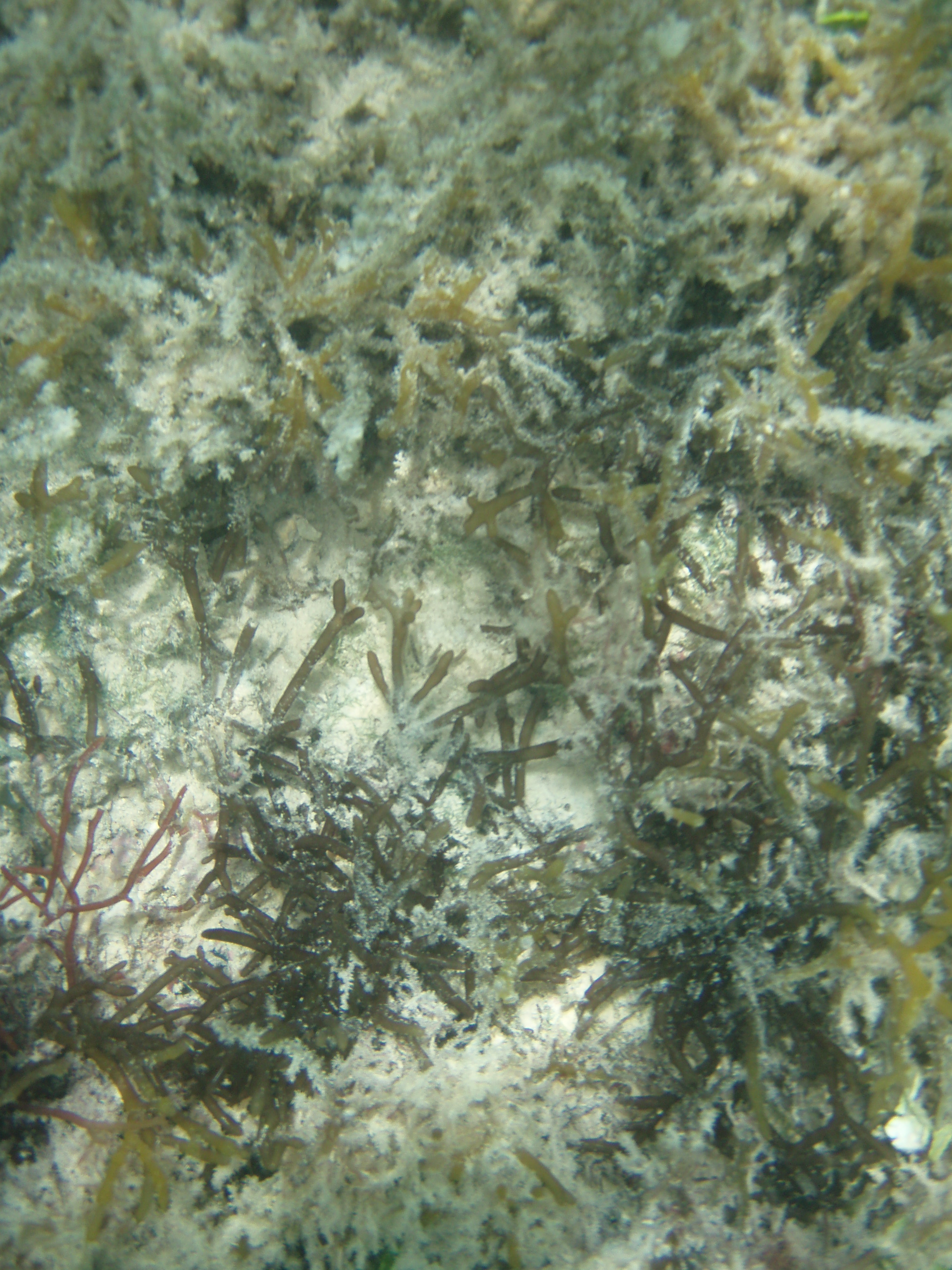 海藻と海草